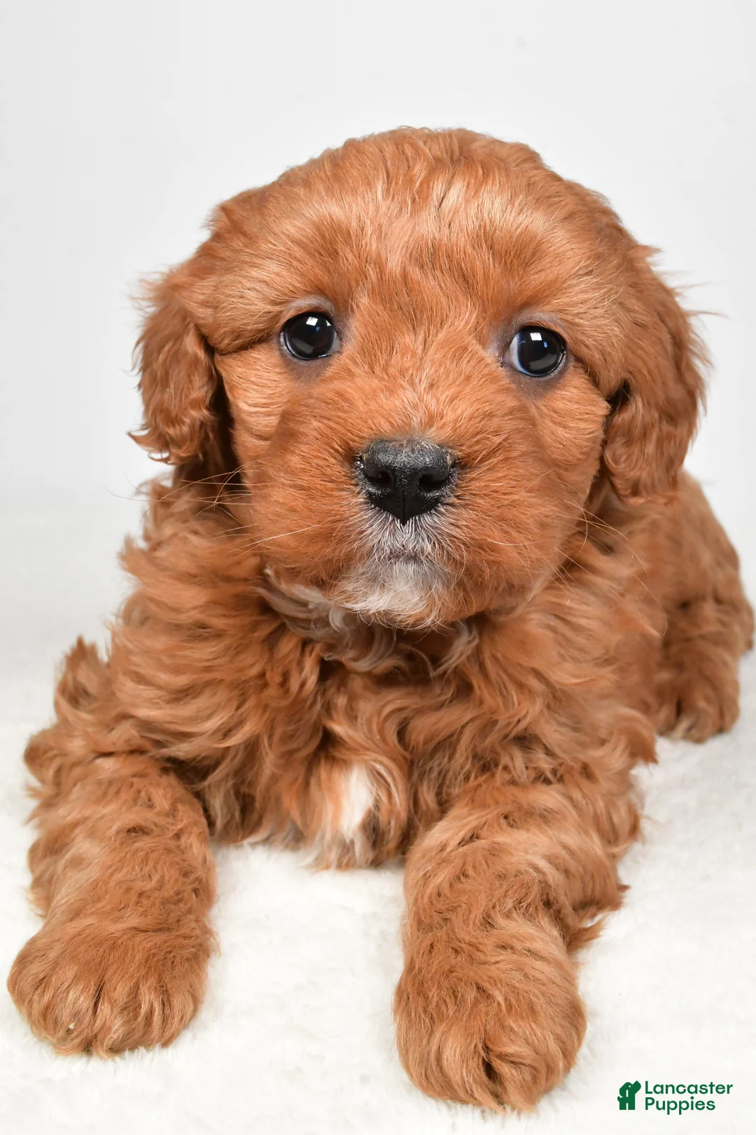 Mini Goldendoodle dogs for sale: Bella - Ad 1