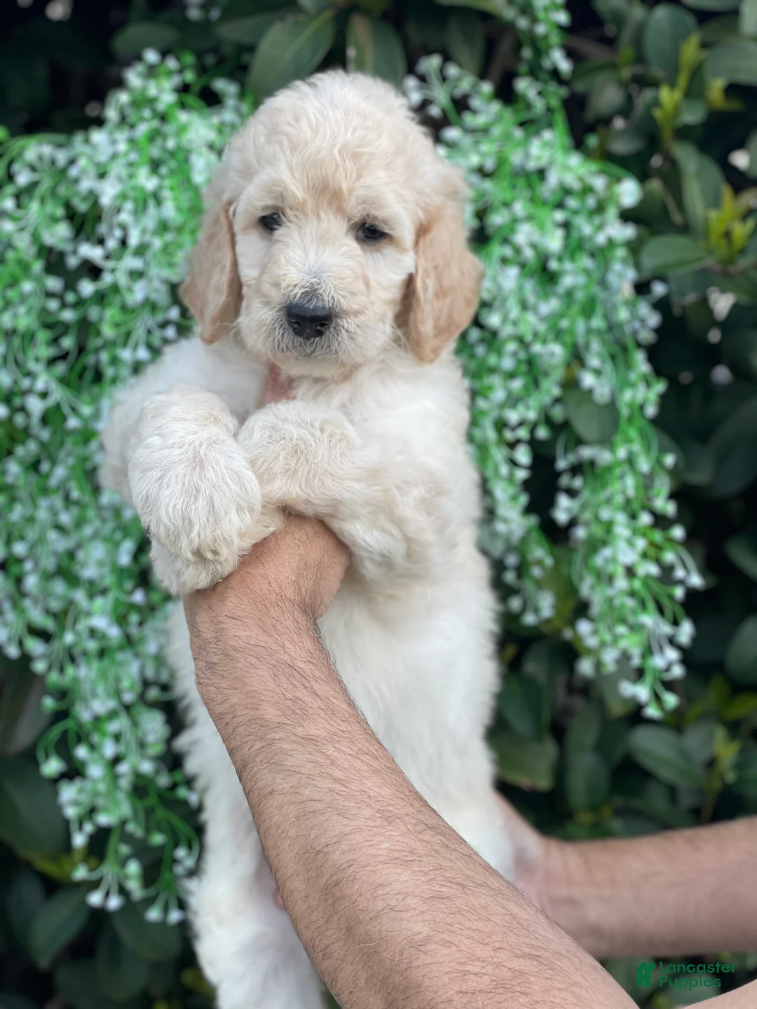 Goldendoodle dogs for sale: Brandy - Ad 1