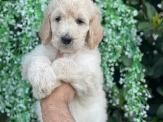 Goldendoodle dogs Brandy - Ad 10