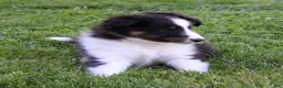 Shetland Sheepdog dogs for sale: Sierra - Ad 5