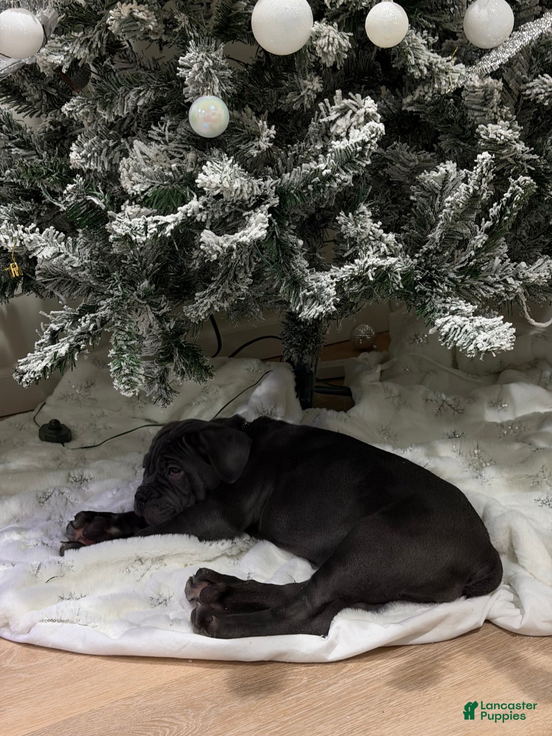 Cane Corso dogs for sale: Cane Corso Puppy 1 - Ad 3
