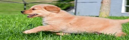 Golden Retriever dogs for sale: Theo - Ad 4