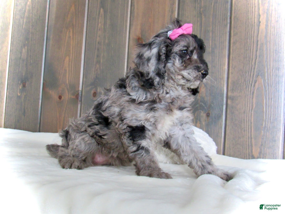 Mini Goldendoodle dogs for sale: Ellie - Ad 17