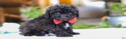 Miniature Poodle dogs for sale: Bodie - Ad 3