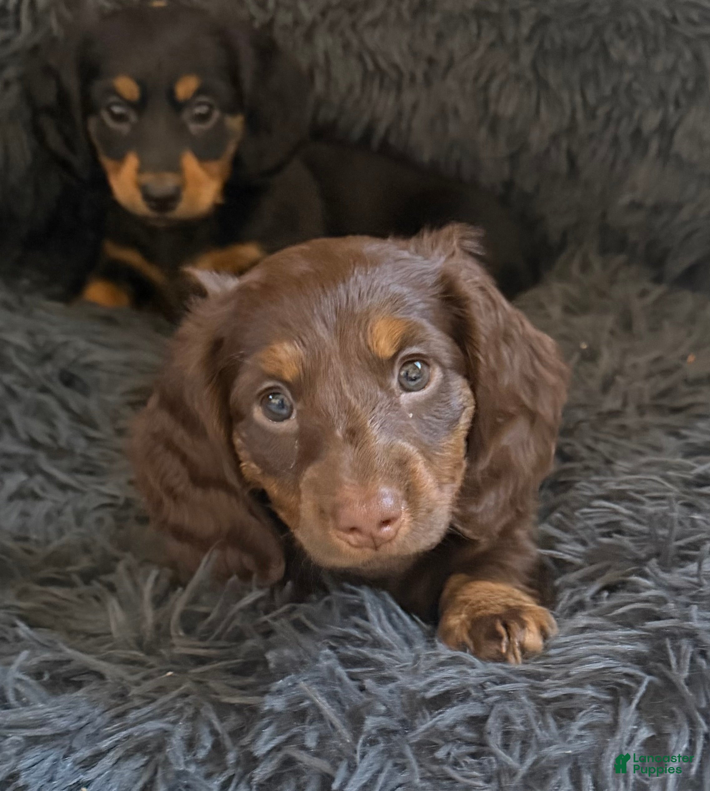 Dachshund dogs Coco  - Ad 1