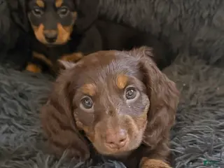 Dachshund dogs Coco - Ad 1