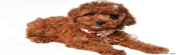 Cavapoo dogs for sale: Annabell - Ad 3