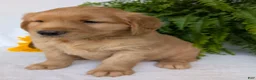 Golden Retriever dogs for sale: Parker  - Ad 9