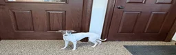 Italian Greyhound dogs for sale: Charity - Ad 6