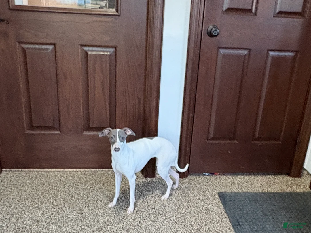 Italian Greyhound dogs for sale: Charity - Ad 6