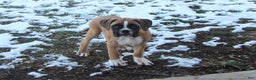 Boxer dogs for sale: Sarge - Ad 1