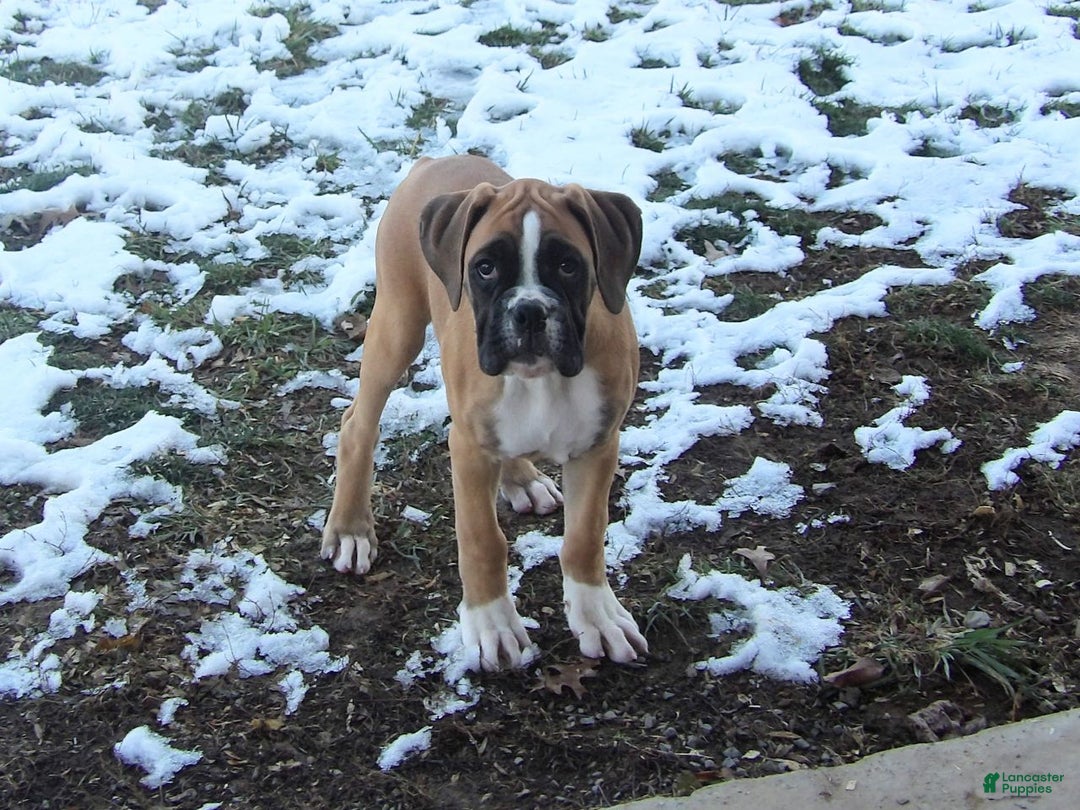 Boxer dogs for sale: Sarge - Ad 1