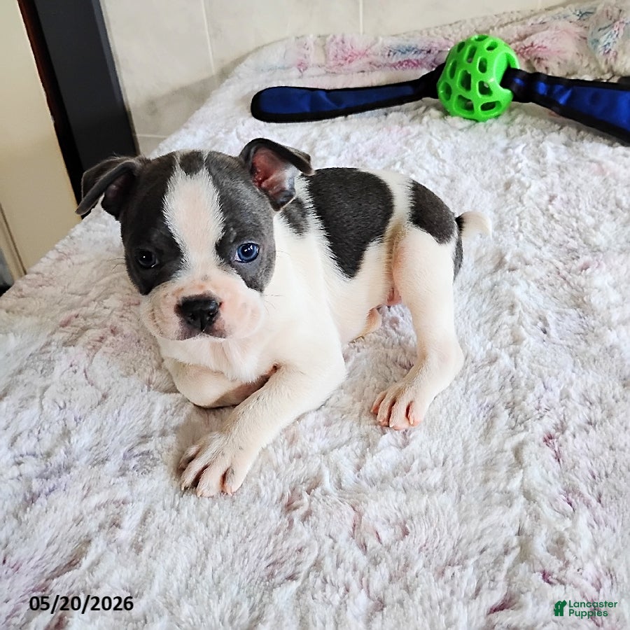 Boston Terrier dogs Ronnie - Ad 1
