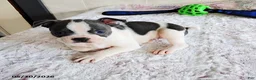 Boston Terrier dogs for sale: Ronnie - Ad 1