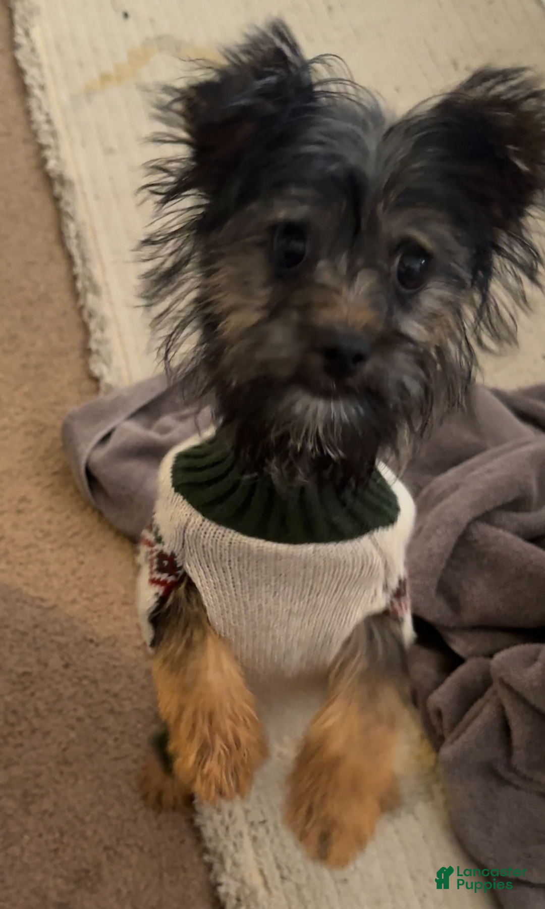 Yorkiepoo dogs for sale: Teddy - Ad 6