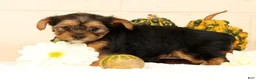Yorkshire Terrier dogs for sale: Olive - Ad 5
