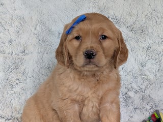 Golden Retriever dogs Marko - Ad 17