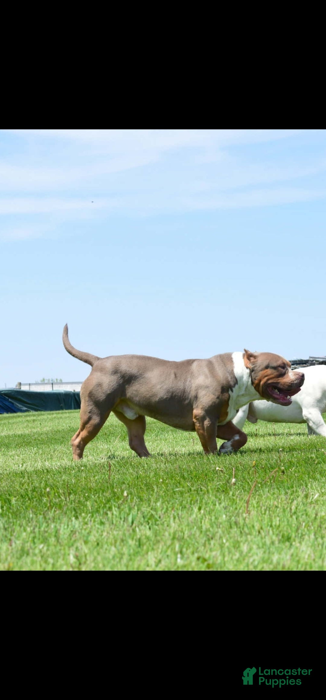 American Bully dogs for sale: Diem - Lilac - Ad 6