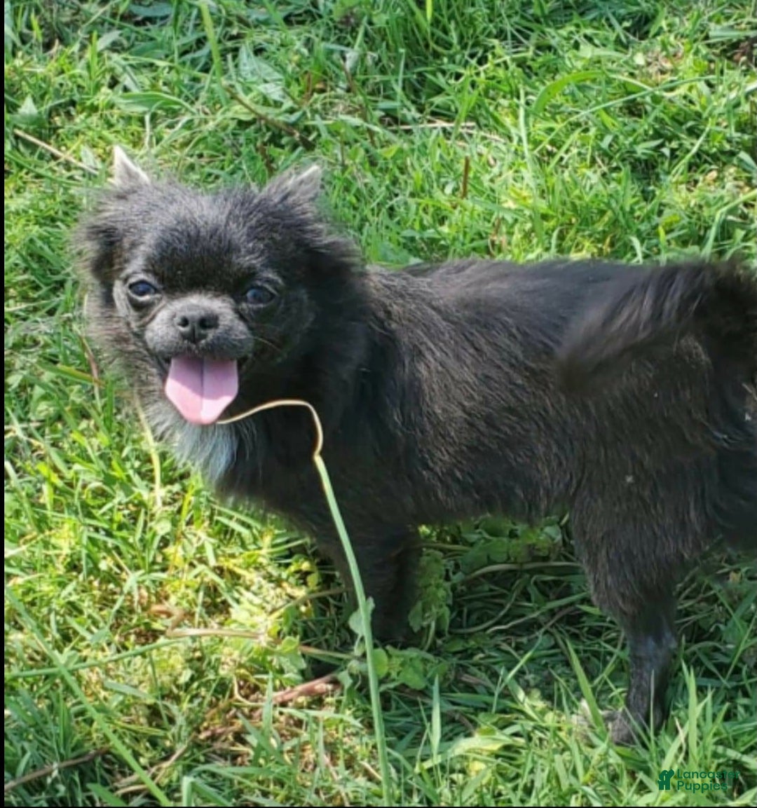 Chihuahua dogs for sale: Chihuahua Puppy 2 - Ad 5