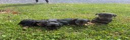 Yorkshire Terrier dogs for sale: Teddy - Ad 5