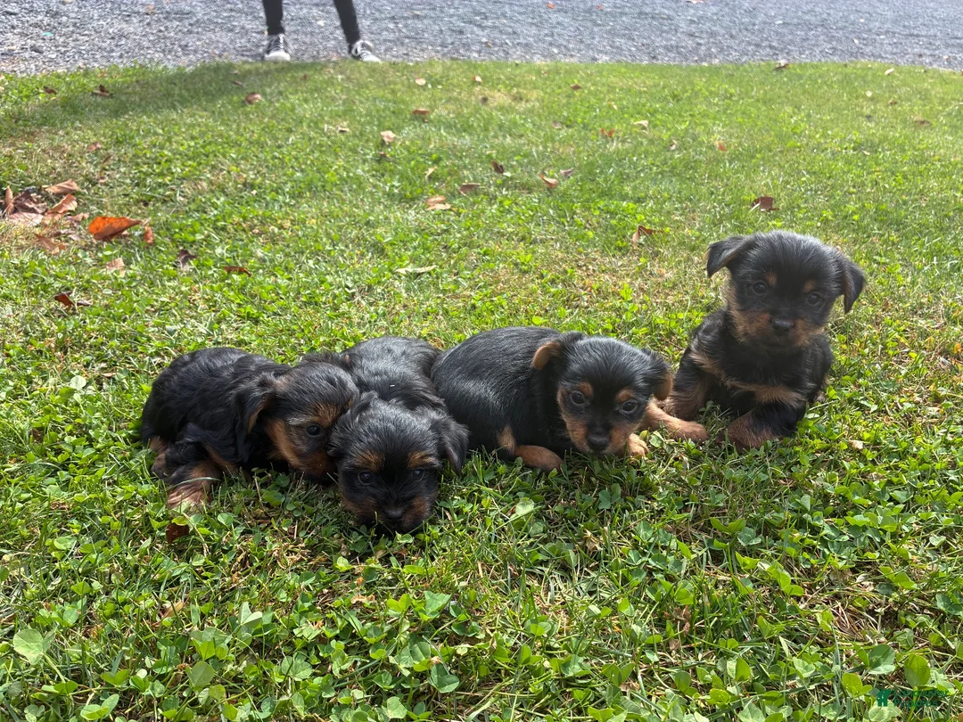 Yorkshire Terrier dogs for sale: Teddy - Ad 5