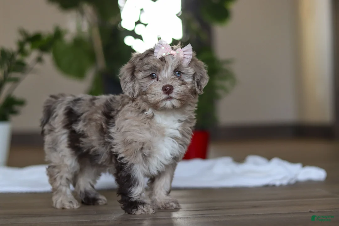 Havapoo dogs for sale: Skye - Ad 5