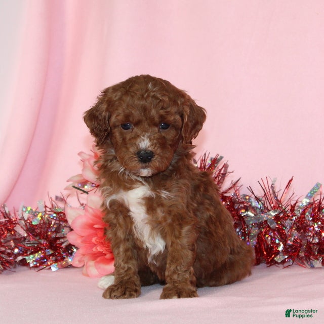 Miniature Poodle dogs Bossy AKC - Ad 30
