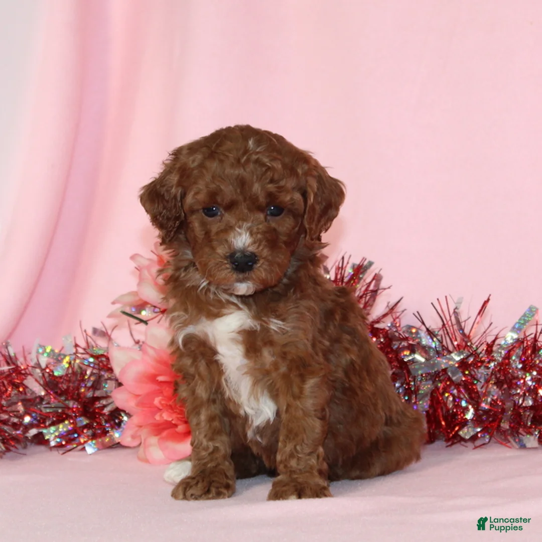 Miniature Poodle dogs for sale: Bossy AKC - Ad 1
