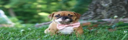 Mixed Breed dogs for sale: Chloe - Ad 8