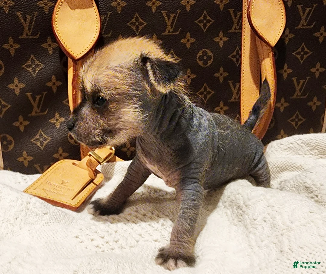 Mixed Breed dogs for sale: Chico  - Ad 2