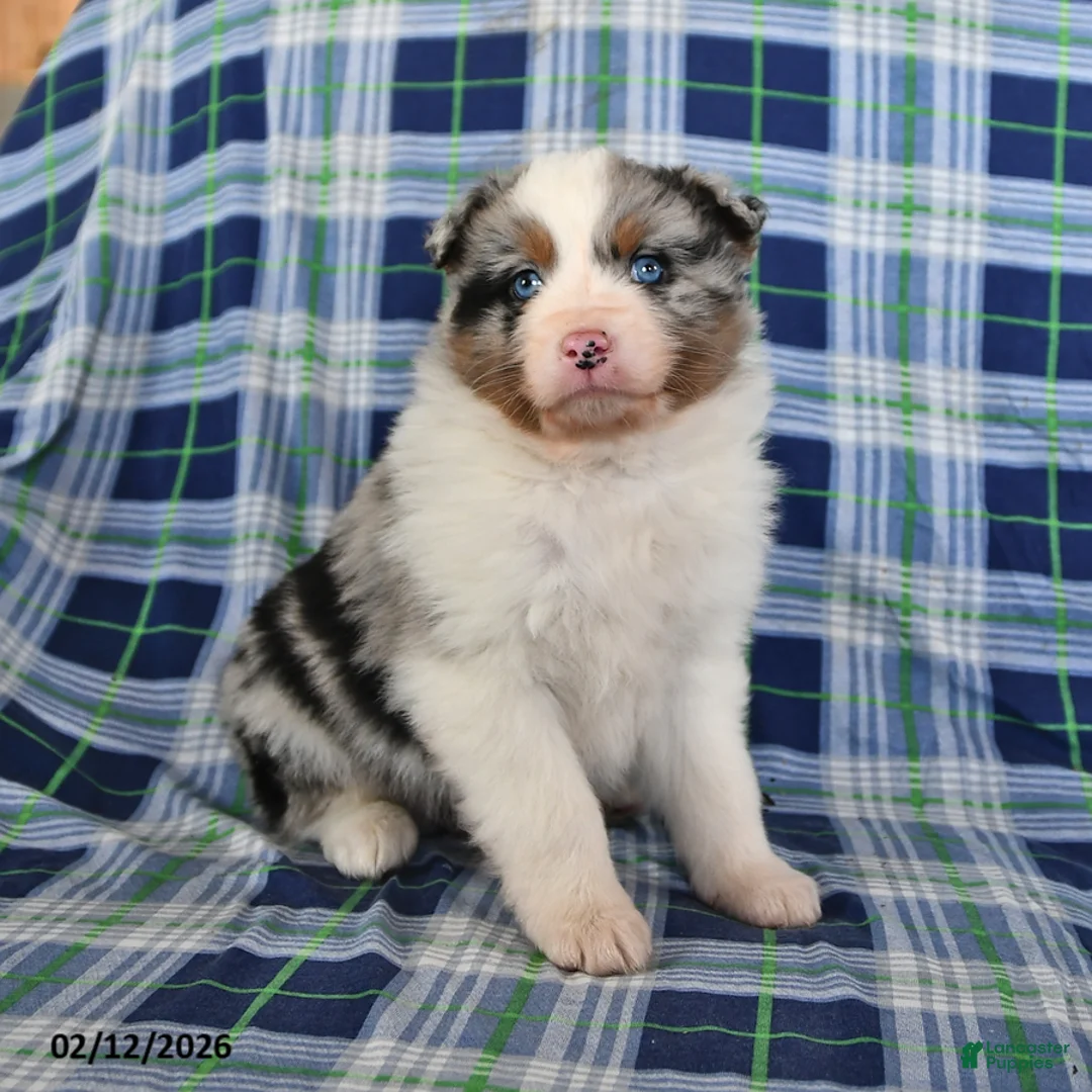 Australian Shepherd dogs for sale: Reed - Ad 3
