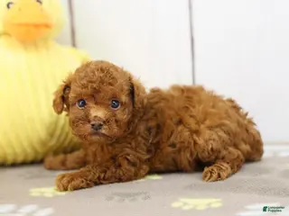 Miniature Poodle dogs Miniature Poodle Puppy 1 - Ad 14