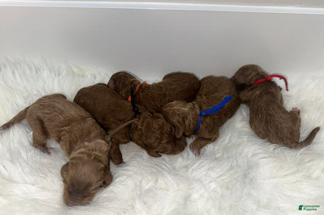 Goldendoodle dogs for sale: Black boy - Ad 3