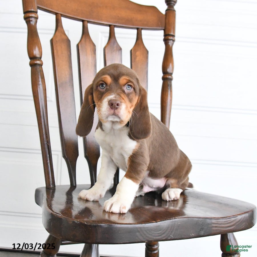 Beaglier dogs Hershey - Ad 3