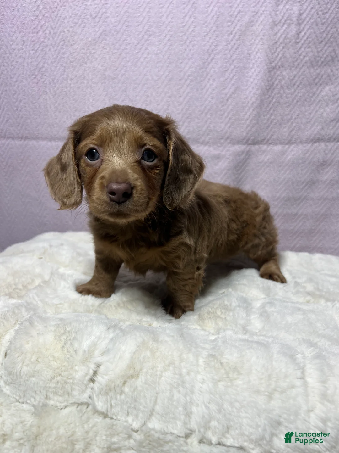Miniature Dachshund dogs for sale: Miniature Dachshund Puppy 4 - Ad 2