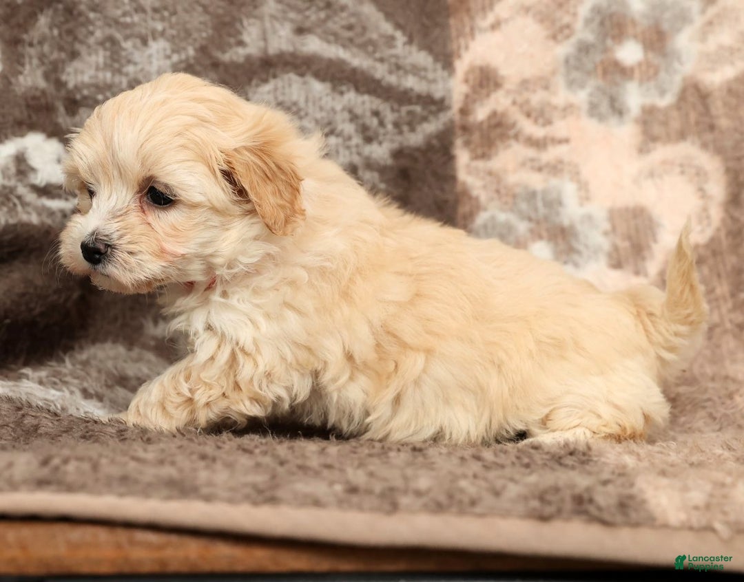Maltipoo dogs for sale: Molly - Ad 6