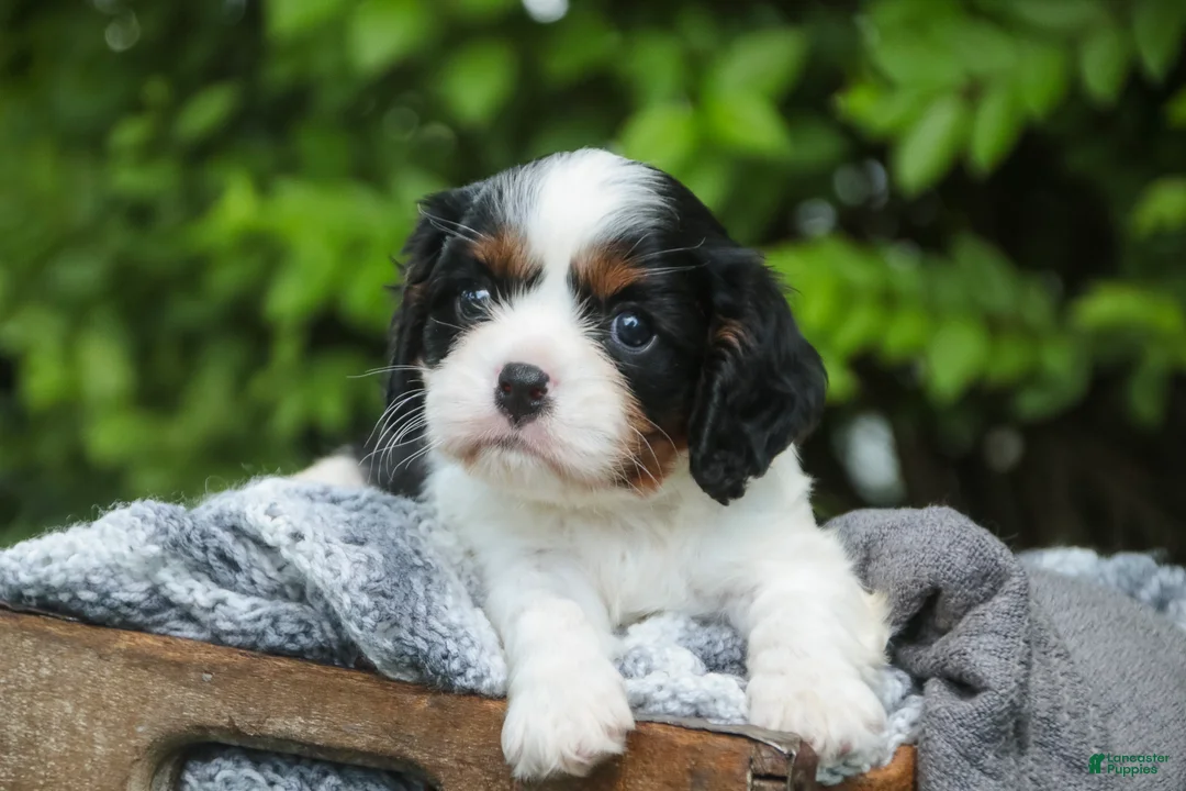 Cavalier King Charles Spaniel dogs for sale: Buddy - Ad 1
