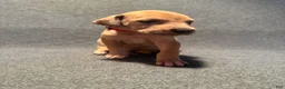 Great Dane dogs for sale: Red Collar - Ad 6