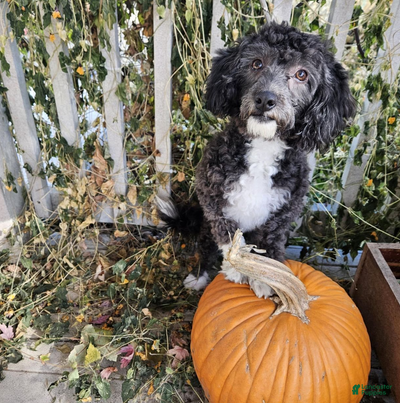 Aussiedoodle dogs Violet - Ad 7