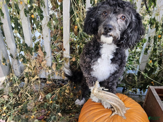 Aussiedoodle dogs Violet - Ad 5