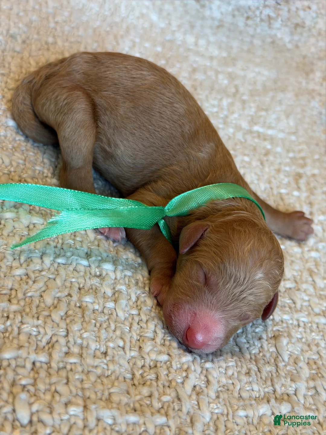 Goldendoodle dogs for sale: Goldendoodle 6 - Ad 1