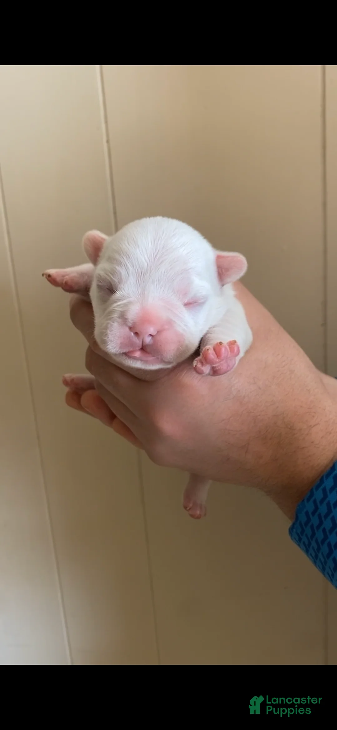 French Bulldog dogs for sale: French Bulldog Puppy 3 - Ad 1