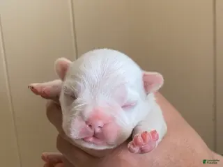 French Bulldog dogs French Bulldog Puppy 3 - Ad 15