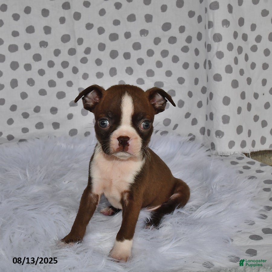 Boston Terrier dogs Oliver - Ad 3