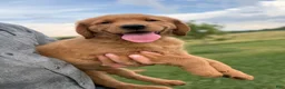 Golden Retriever dogs for sale: Honey - Ad 4