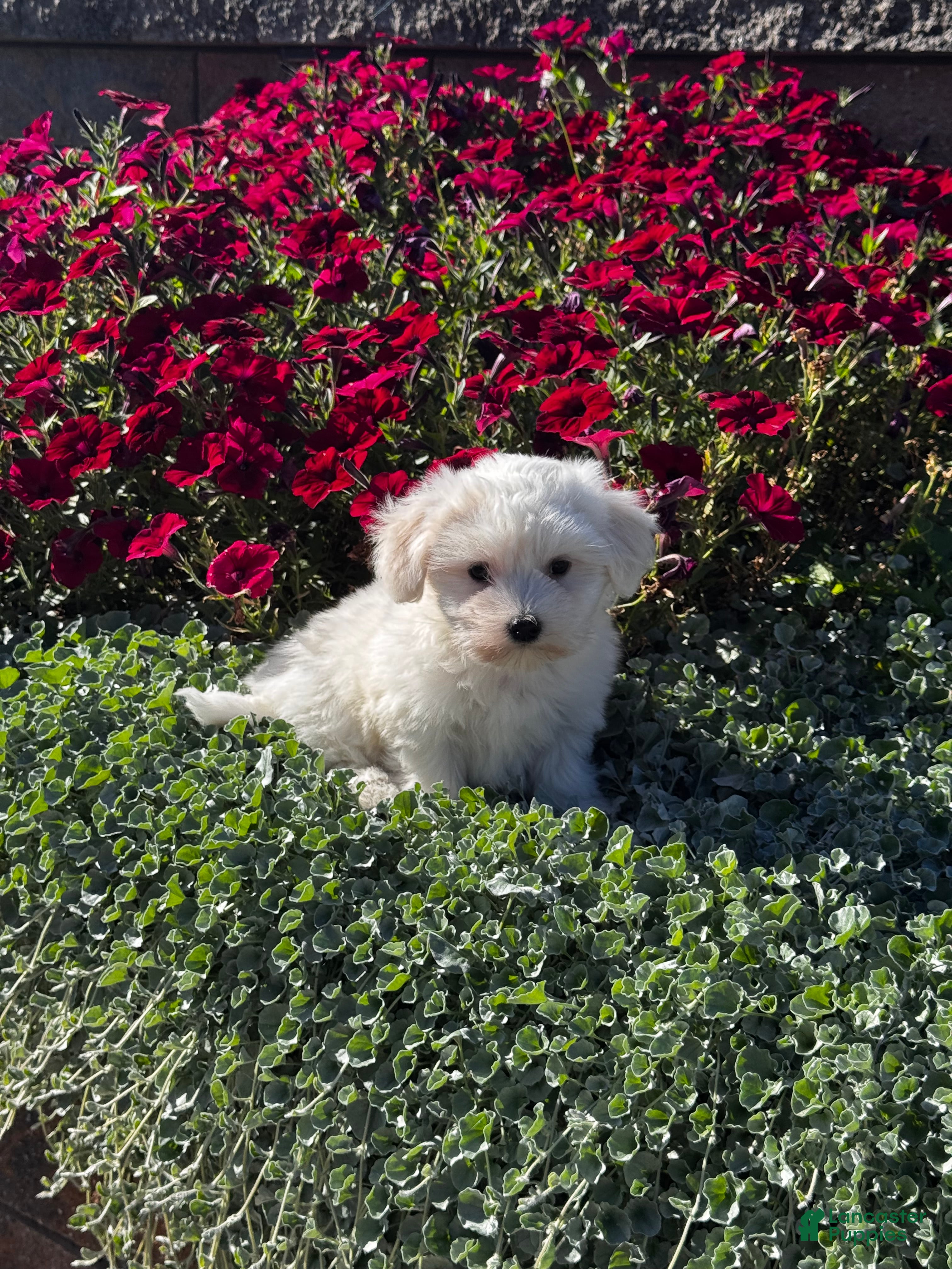 Charles