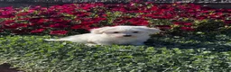 Coton De Tulear dogs for sale: Charles  - Ad 1