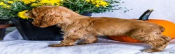 Cocker Spaniel dogs for sale: Lory - Ad 6