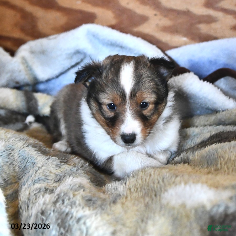 Shetland Sheepdog dogs Rover - Ad 1