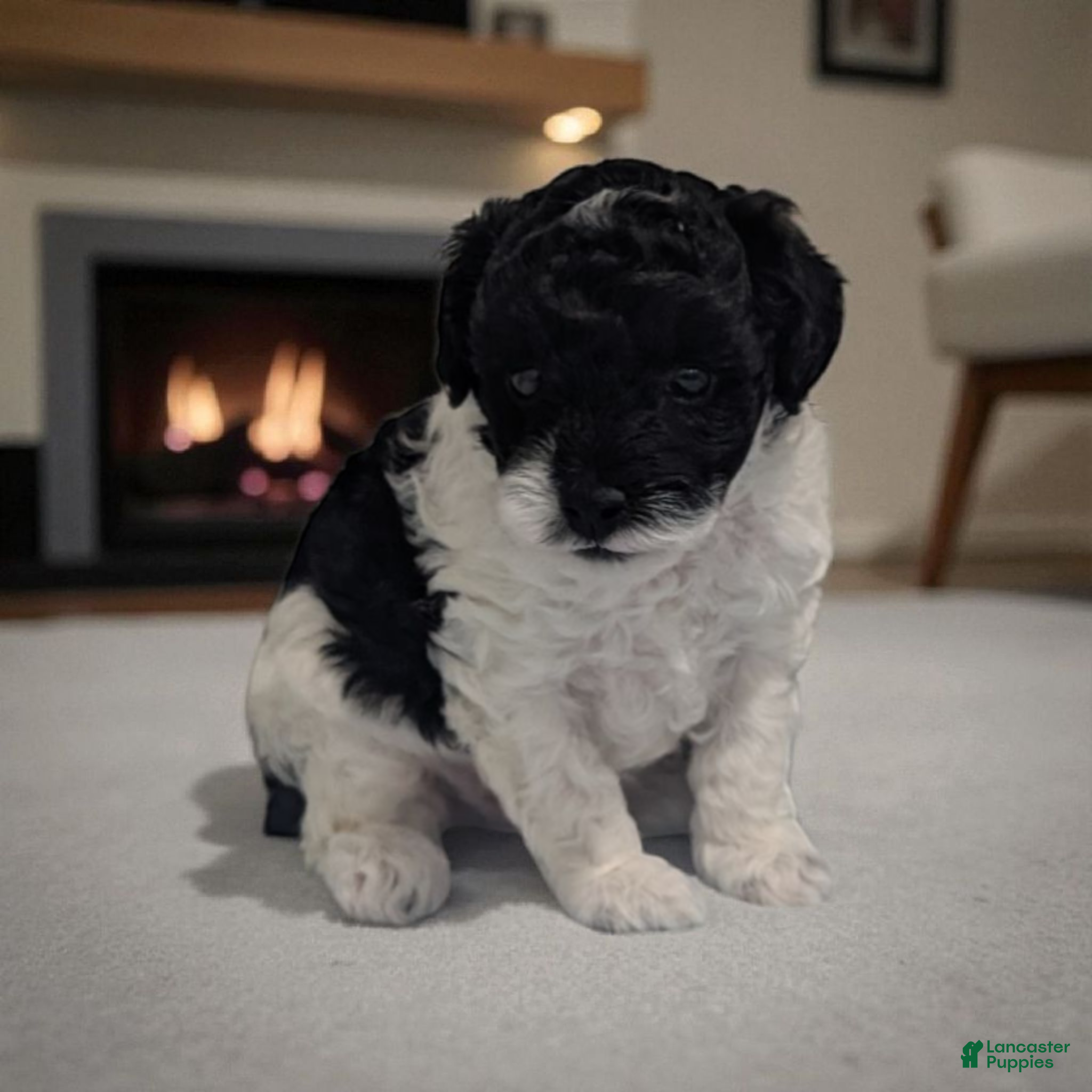 Miniature Poodle dogs Jerry - Ad 9